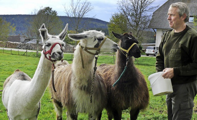 Mit Karotten- und Apfelleckerlis gewin...Wrtenberger das Vertrauender  Lamas.   | Foto: Ute Aschendorf