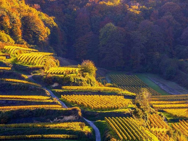 Kaiserstuhl, Markgrflerland, Ortenau ... gibt es hervorragende Weinbaugebiete.  | Foto: Michael Wissing