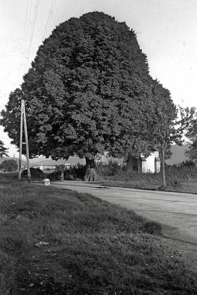 Bischofslinde und Bischofskreuz an der... zwischen Freiburg und Betzenhausen.    | Foto: Kreisarchiv  Breisgau-Hochschwarzwald