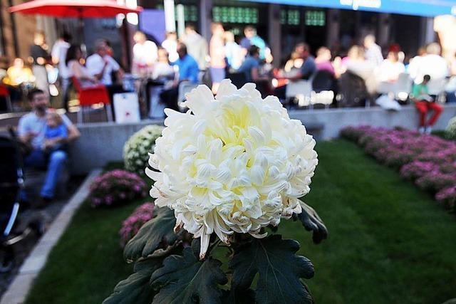 Fotos: Chrysanthema 2014 in Lahr am Sonntag