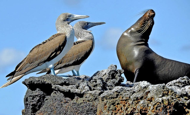 Tieraufnahmen zeigen Mitglieder der Fo...Fotoausstellung &#8222;Voyage&#8220;.   | Foto: Walter Taeschner