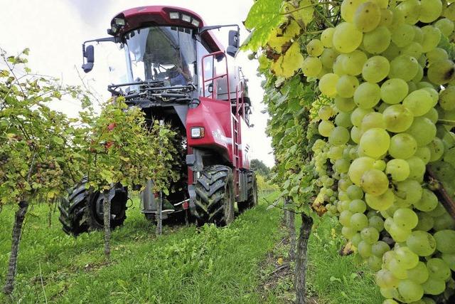 Winzer in der Region sind mit Mengen und Qualitt ihrer Weintrauben zufrieden