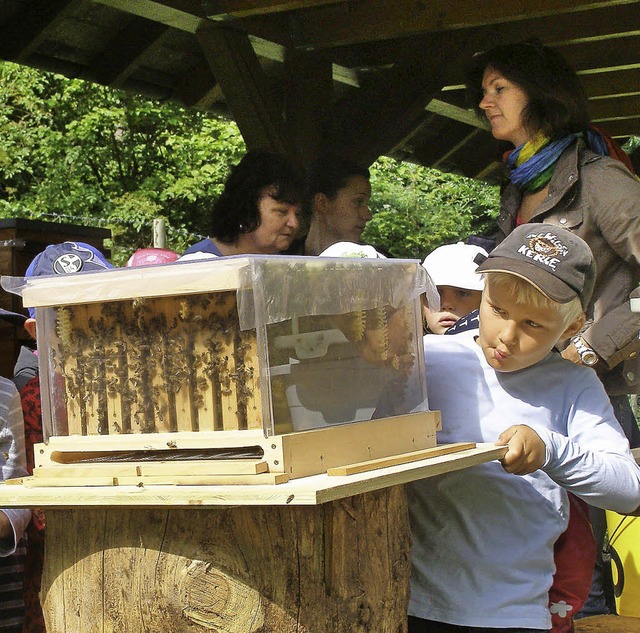 Kindergruppen und Schulklassen erfahre...nnendes aus dem Leben der Honigbienen.  | Foto: Liane Schilling