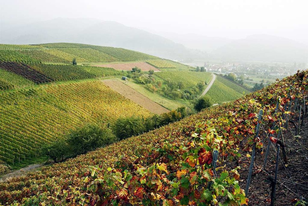 Blick auf das Weinbaugebiet Breisgau (bei Buchholz)  | Foto: dpa