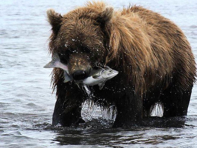 Grizzlybr in Alaska  | Foto: dpa