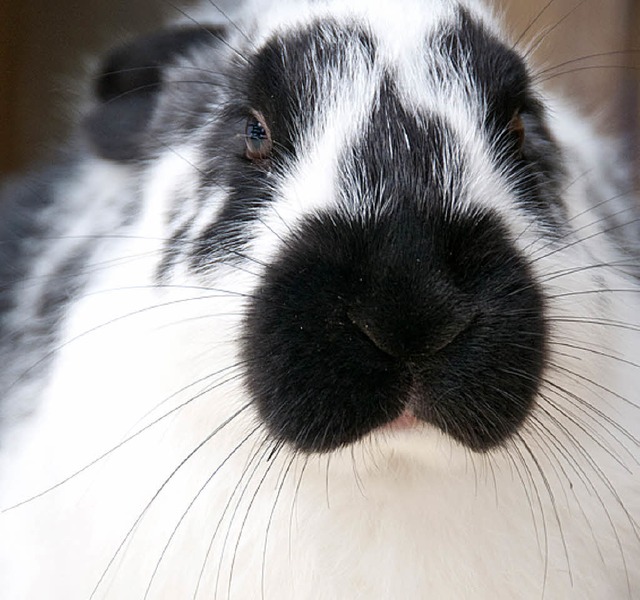 Gesucht! Zchter, die Spa an Kaninchen haben.   | Foto: Schiffner