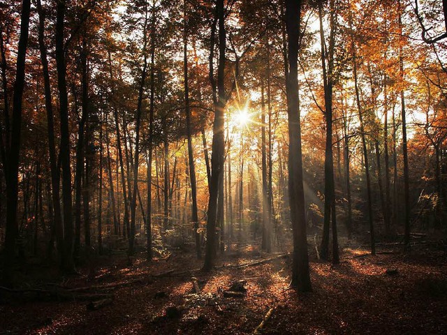 Sinnbild der Ursprnglichkeit  &#8211;...: der   deutsche Wald als Urlaubsziel   | Foto: dpa