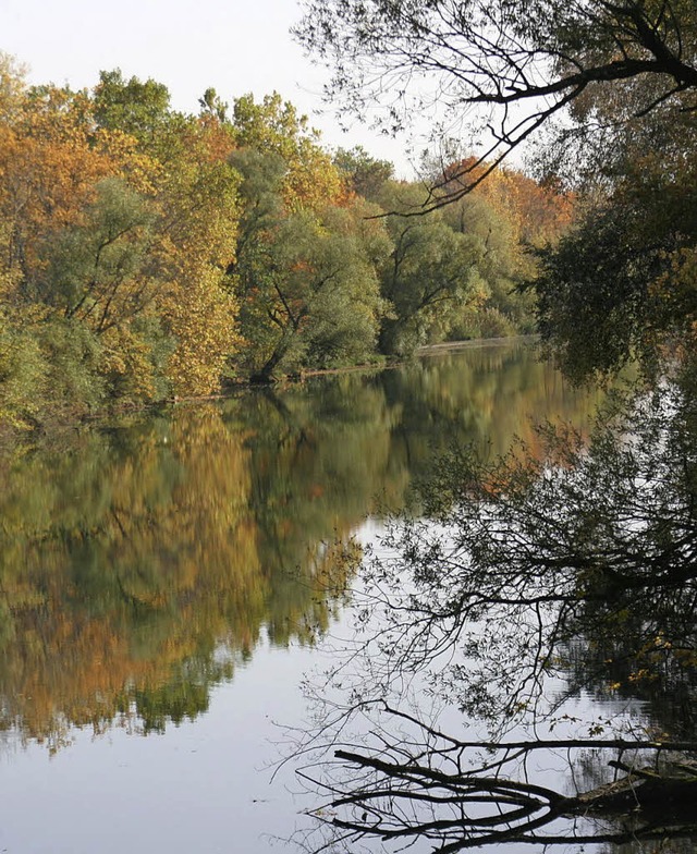 Die Rheinwald in Weisweil erkundeten d...m Biologen der Initiative  Waldmobil.   | Foto: Schulz