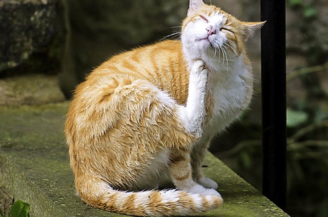 Das Lffinger Tierheim ist voller Katz...ber Streicheleinheiten freuen wrden.   | Foto: zvg
