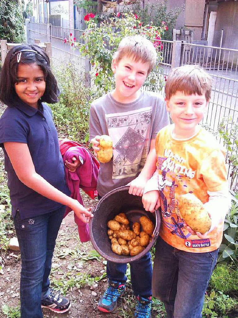 Zisch-Kinderreporter Anne, Jens und Raphael zeigen die Kartoffeln, die im Schulgarten der Kastelbergschule in Wladkirch gewachsen sind. 