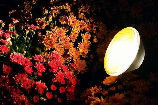 Fotos: Chrysanthema bei Nacht