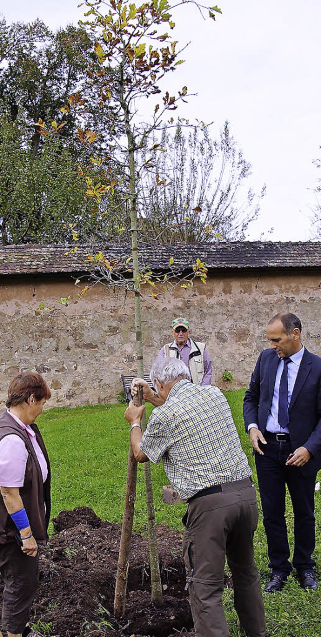 Mitglieder des Schwarzwaldvereins St. Peter beim Pflanzen des Jubilumsbaumes.   | Foto: Privat