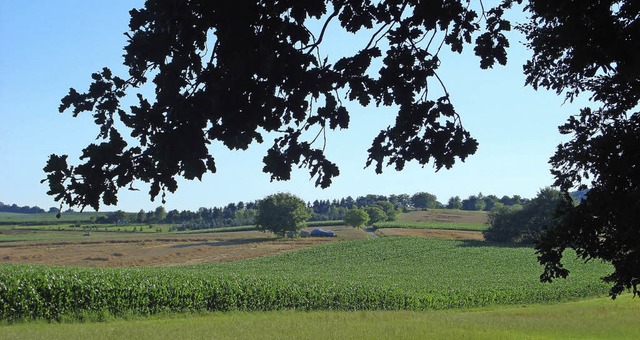 Eichen dominieren den Schallbacher Wal...der wertvollsten im Forstbezirk gilt.   | Foto: Langelott