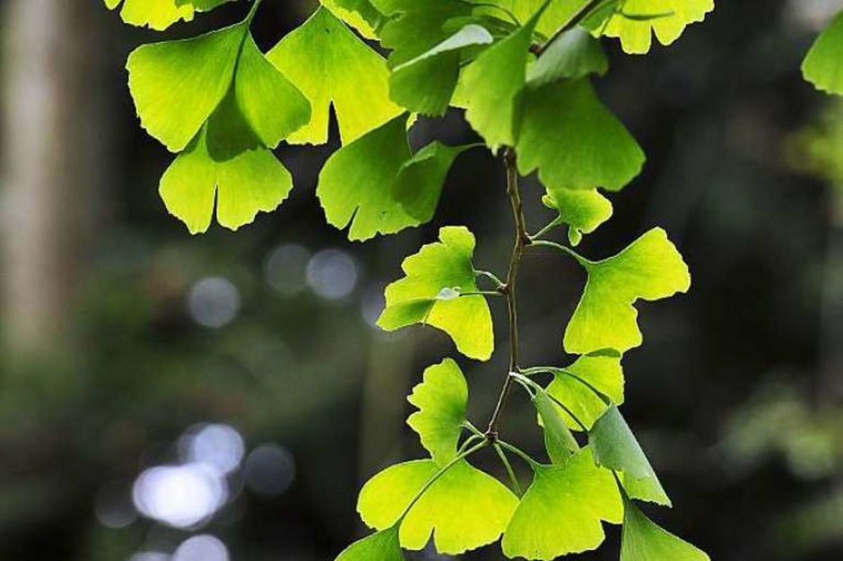 Gingko im Arboretum Günterstal. (Foto: Thomas Kunz) Gingko im Arboretum Günterstal. (Foto: Thomas Kunz)