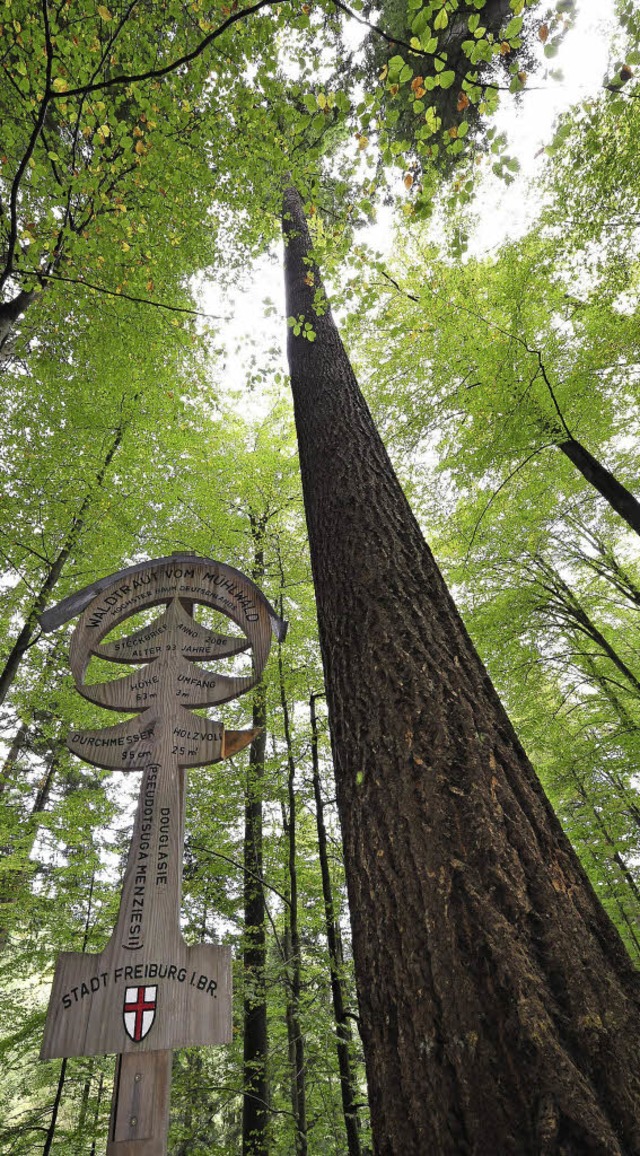Der hchste Baum Deutschlands: Waldtraut vom Mhlwald  | Foto: Thomas Kunz