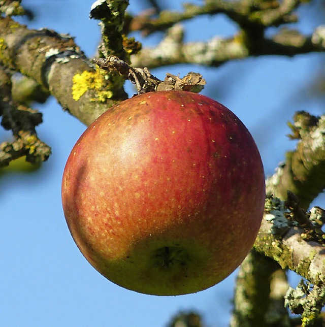 Begehrt und vielfltig verwertbar. pfel frisch vom Baum.   | Foto: BZ