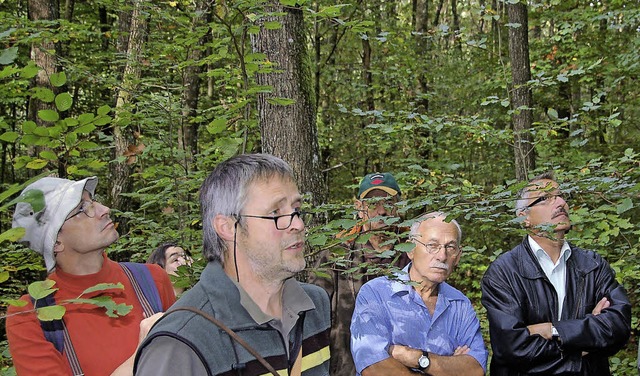 Revierfrster Rainer Dickele kann vor ...dem Holzener Wald bestens vermarkten.   | Foto: Archivfoto: Sperl