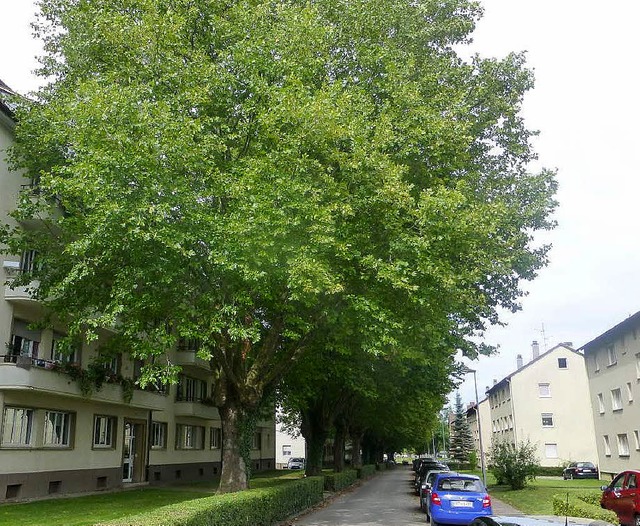 Die Platanen in der Wehrgasse haben si...ngen in den Husern an der Wehrgasse.   | Foto: Ulrich Pfefferer