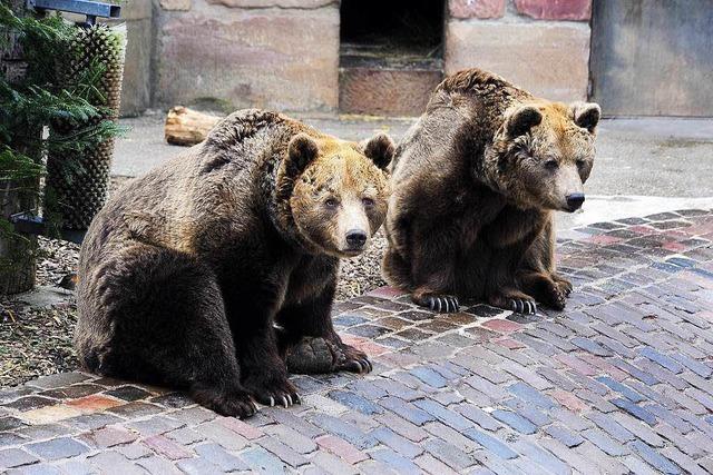 Online-Petition fordert Umzug für den letzten Bären auf dem Mundenhof