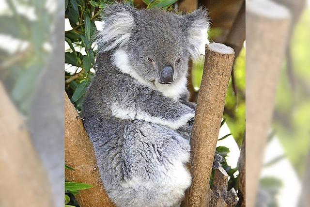 Impfung hilft Koalas