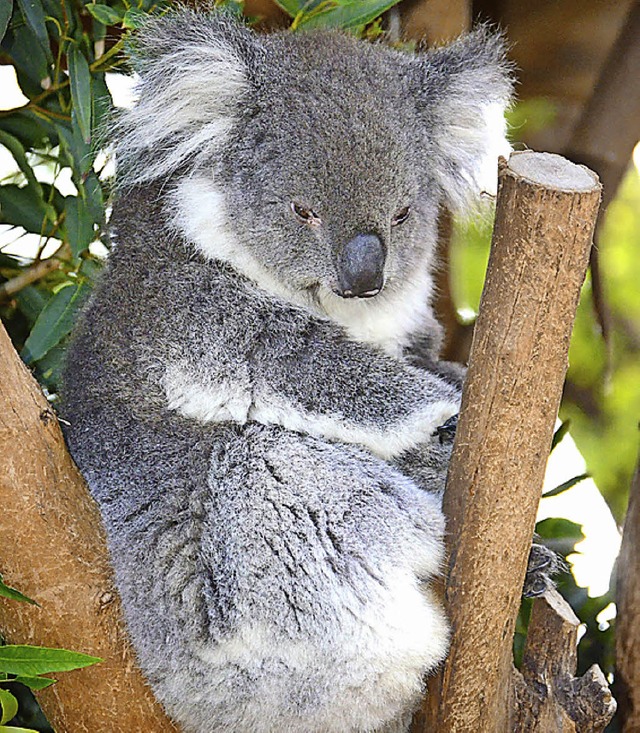 Ein gesunder Koalabr   | Foto: AFP