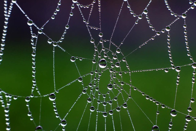 Spinnen mgen gruselig sein &#8211; schne Fden knnen viele von ihnen spinnen.  | Foto: dpa