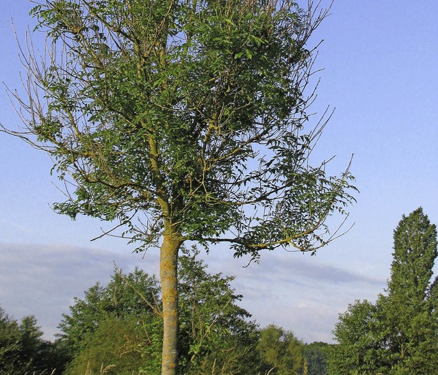 So sieht das Eschentriebsterben aus. A... der Baumkrone wachsen Ersatztriebe.    | Foto: Metzler/FVA Baden-Wrttemberg