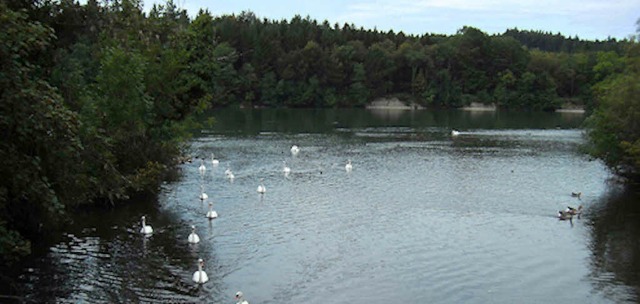 Die Einmndung der Wehra in den Rhein ...und Enten ein echtes Vogelparadies.     | Foto:  Ernst Brugger