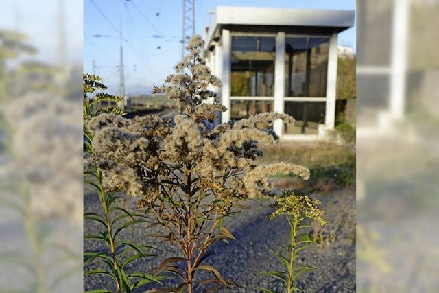 Sanierung des Bahnhofs ab November