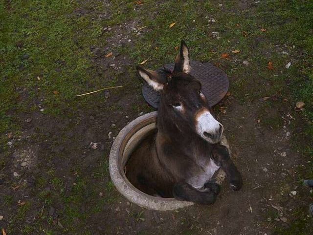 Steckte tief im Schacht fest: ein Esel in Pratteln.  | Foto: Polizei Basel-Land