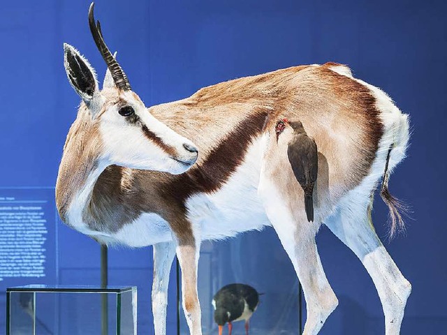 Autsch! Der Madenhacker pickt den Spri...e Prparate sind Teil der Ausstellung.  | Foto: Andreas Zimmermann/Heinz Mehlhorn (2)