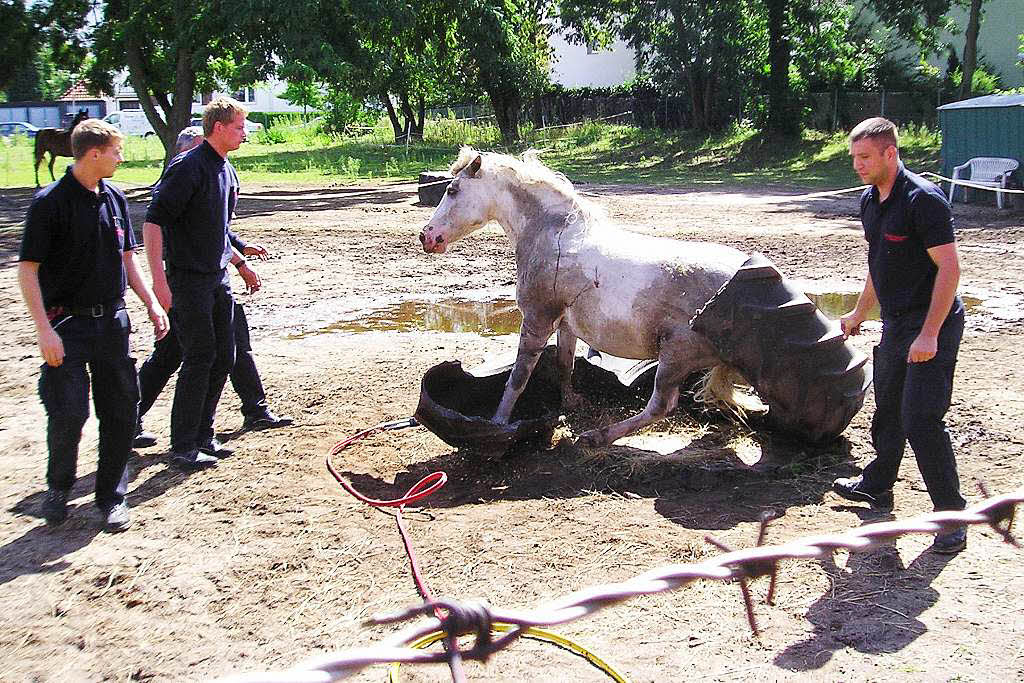 Die Feuerwehr in Hannover das Pferd aus einer misslichen Lage befreit. Die Retter zerschnitten kurzerhand das dicke Gummirad und befreiten das Pony.