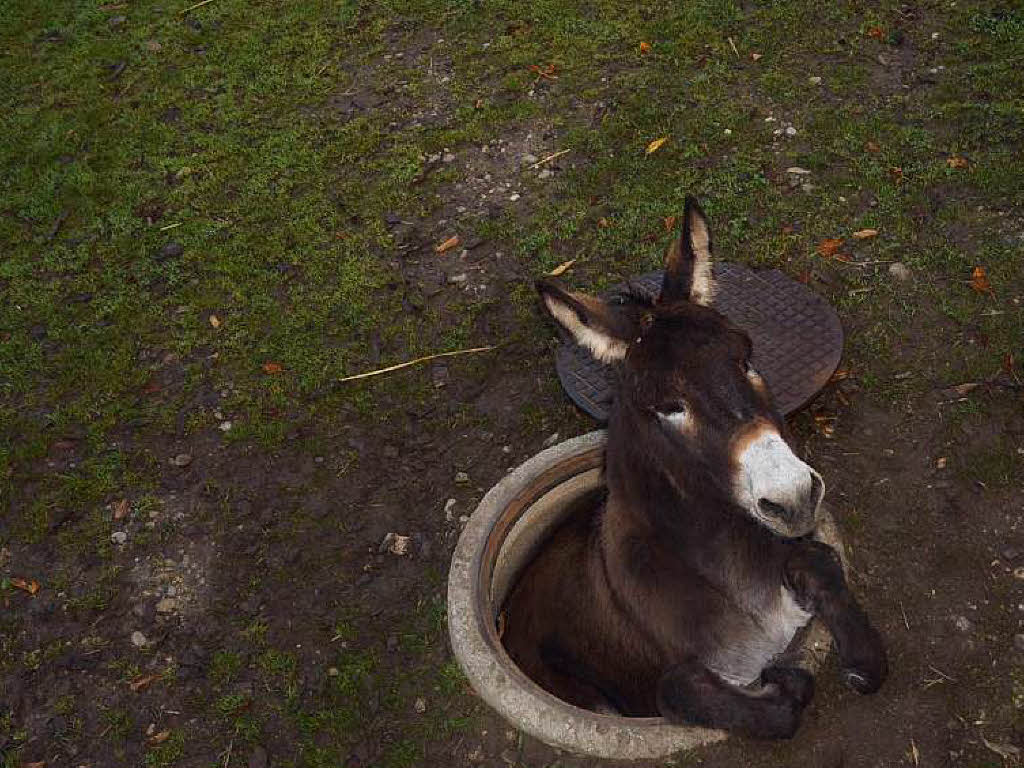Ein Esel strzte in Pratteln in einen Schacht. Das Tier steckte mit den Hinterhufen rund einen Meter tief fest und konnte sich nicht mehr selber befreien.