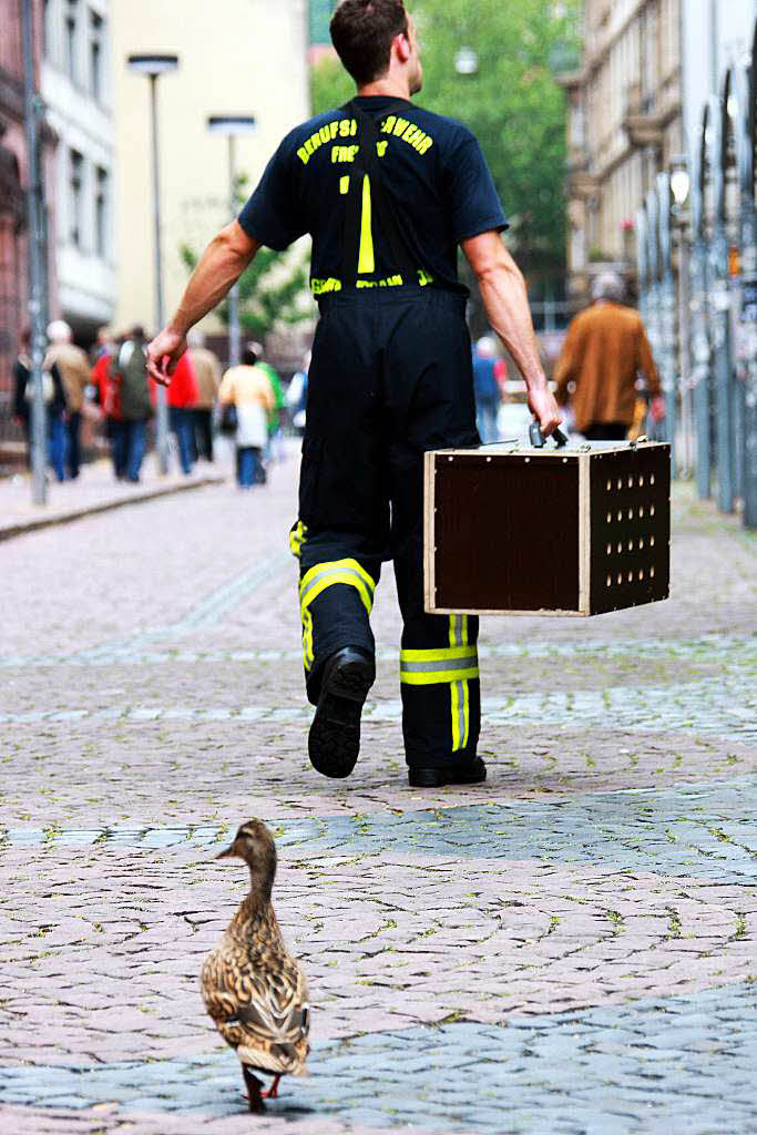 Mit einem Kscher wurden die drei Jungtiere eingefangen und in eine Kiste gebracht. Ein Feuerwehrmann brachte die Kiste auf den Platz, wurde dabei von der besorgten Mutter auf Schritt und Tritt verfolgt.