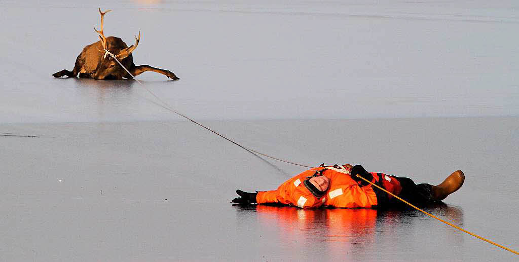 Mit einem Seil wurden  in Voerde ein Hirsch und ein Feuerwehrmann im Wasserrettungsanzug an Land gezogen. Teilweise mit Cowboy-Methoden hatte die Feuerwehr in Hnxe  ein Rudel Hirsche aus einem vereisten See gerettet.