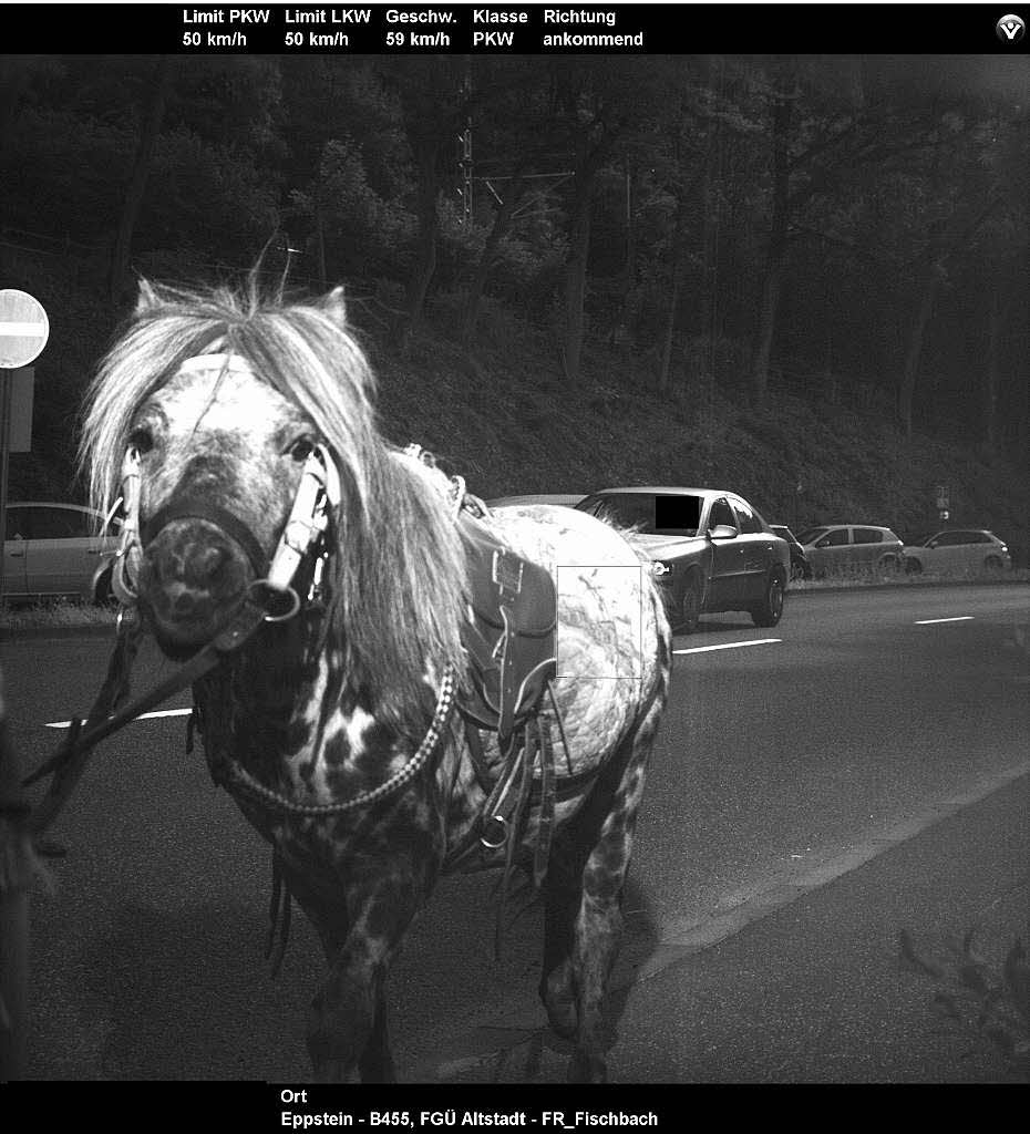 Im Juni 2014 wurde ein Pferd von einer Verkehrsberwachungskamera geblitzt. Ausgelst wurde die Anlage aber von einem dahinter fahrenden Auto.