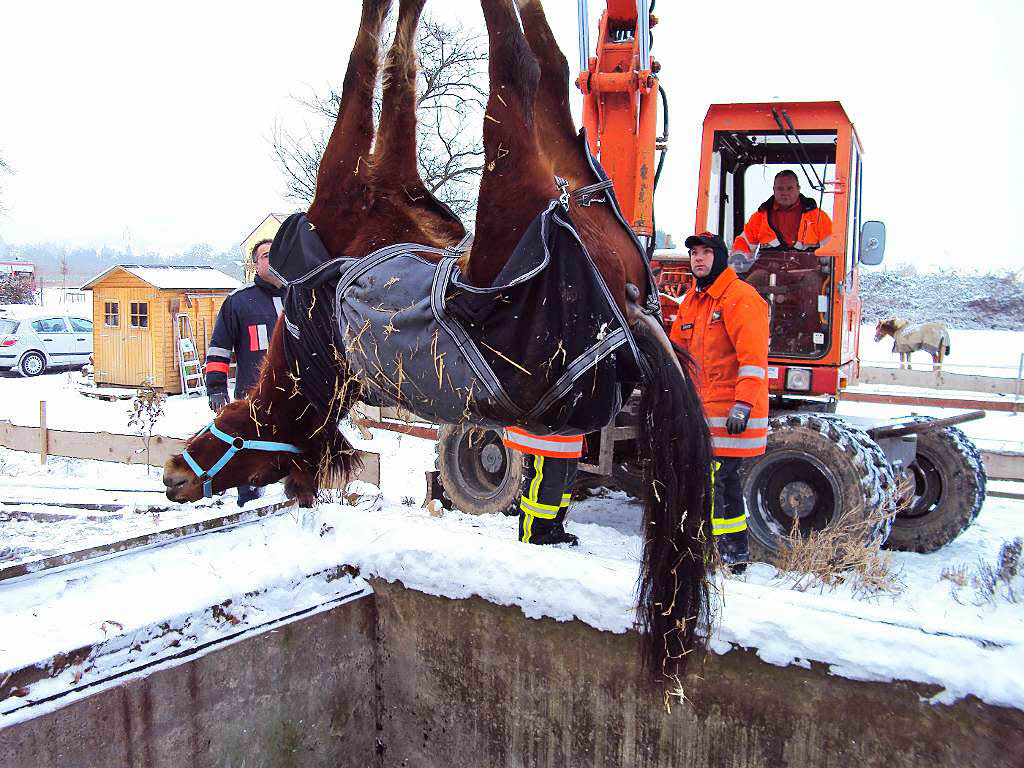 Ein Pferd war bei Endingen in eine Grube gestrzt. Mit dem Bagger des  Bauhofs wurde das betubte Tier  aus der Grube gerettet.