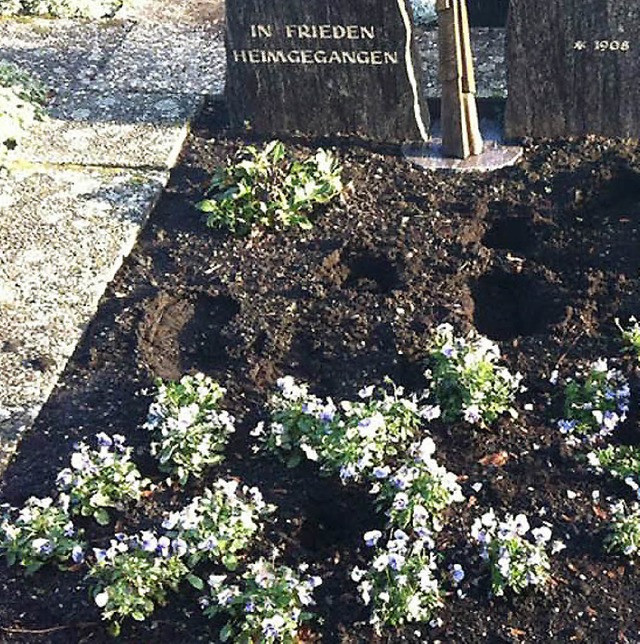 Zertrampelt: ein Grab auf dem Friedhof Meienheim   | Foto: Gemeinde