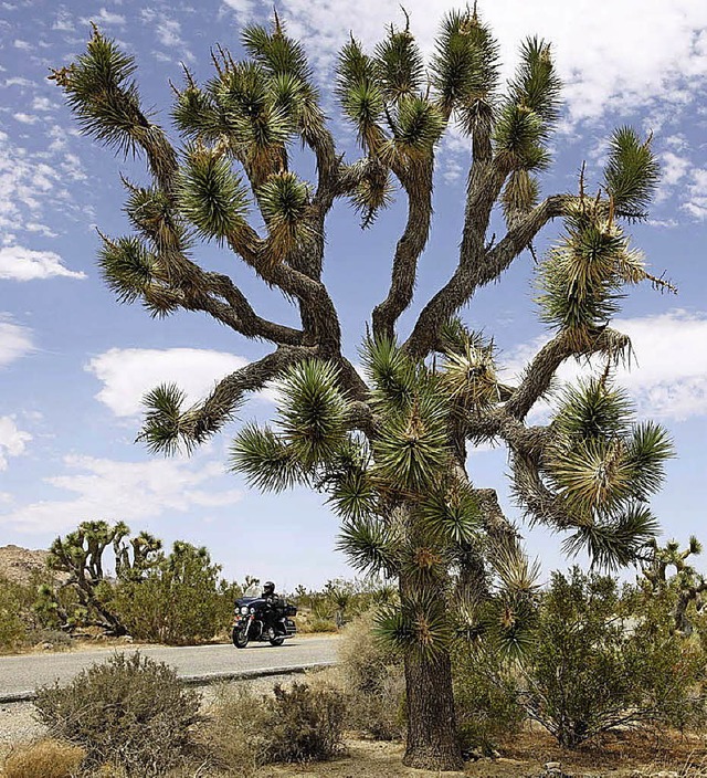 Mit der Harley durch das Death Valley  | Foto: pr
