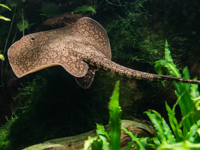 Warum der Schwanz des Antennenrochens ...senschaftler bis heute nicht erklren.  | Foto: Zoo Basel