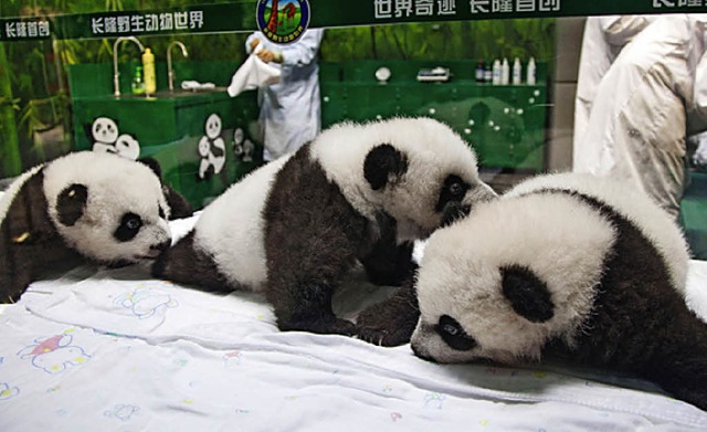 Die Panda-Drillinge  | Foto: AFP