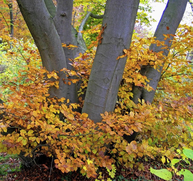 Alte Buchen sind oft Biotope.  | Foto: Jutta Schtz