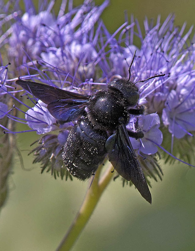 Violett schimmert die Holzbiene   | Foto: Seehafer