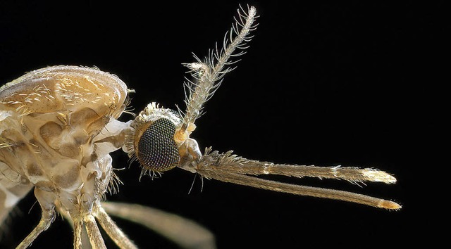 Die Anopheles-Mcke bertrgt den Malaria-Erreger   | Foto: Alex Wild