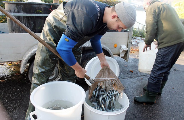 Statt raus werden Fische reingesetzt.   | Foto: alg