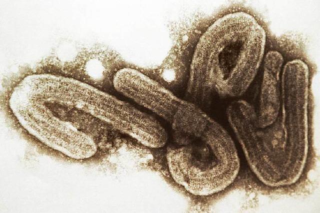 Ebola-Impfstoff wird in Deutschland getestet