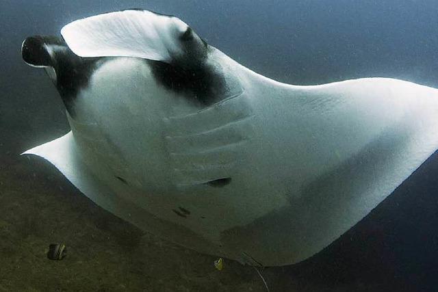 UN-Konferenz beschliet besseren Schutz fr Mantas