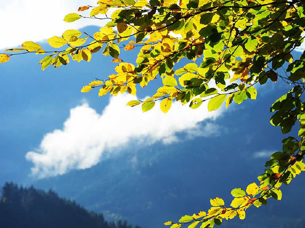 Unterwegs im Simonswäldertal. Unterwegs im Simonswäldertal.
