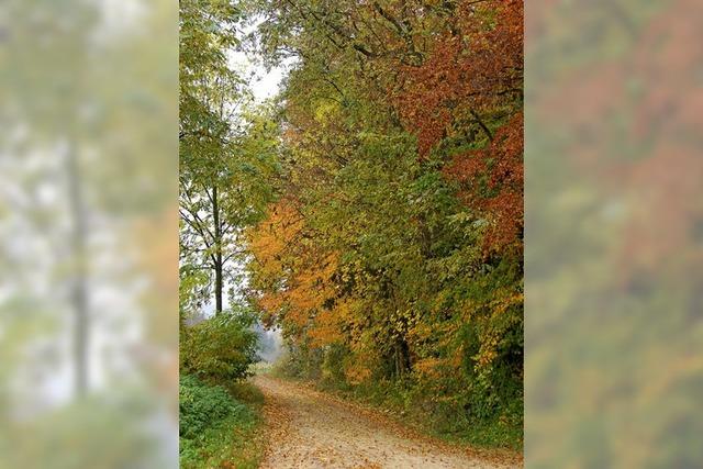 Gewinne im Steinackerwald