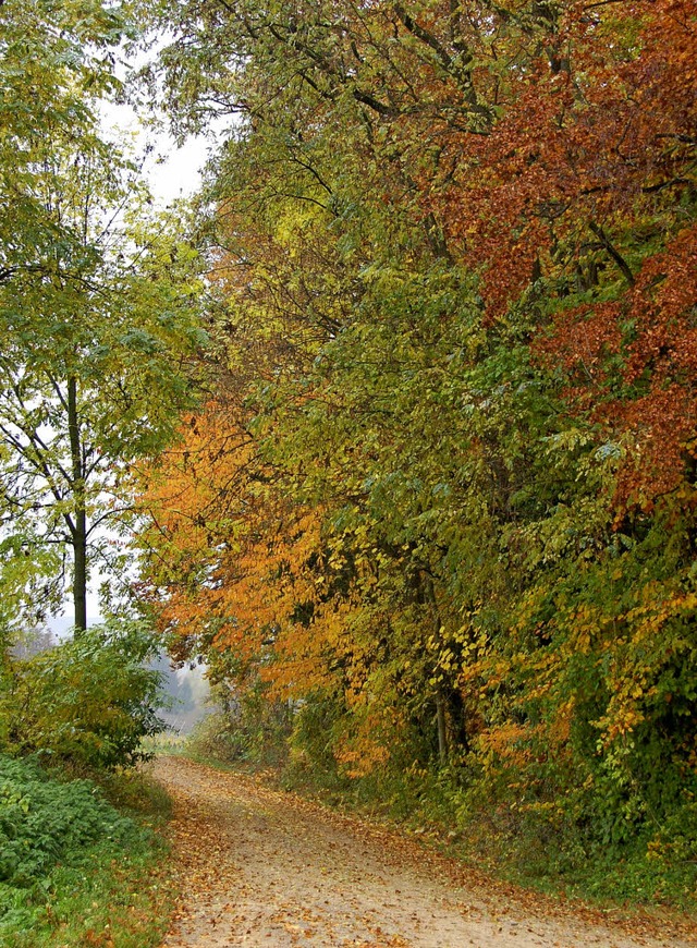 Der Steinackerwald der Gemeinde Auggen...r nicht so schn bunt wie im Herbst.    | Foto: Sigrid Umiger